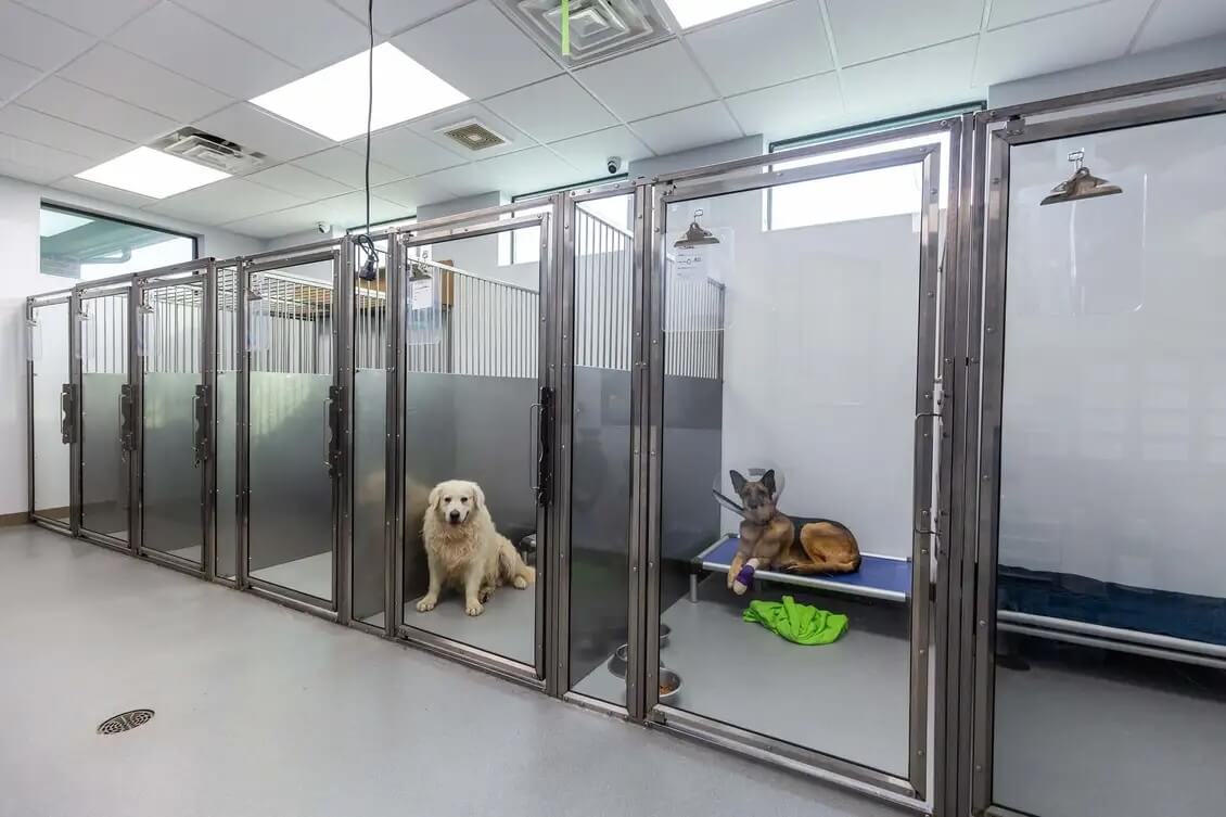 Clean boarding kennels with dogs at Angleton Veterinary Clinic in Angleton